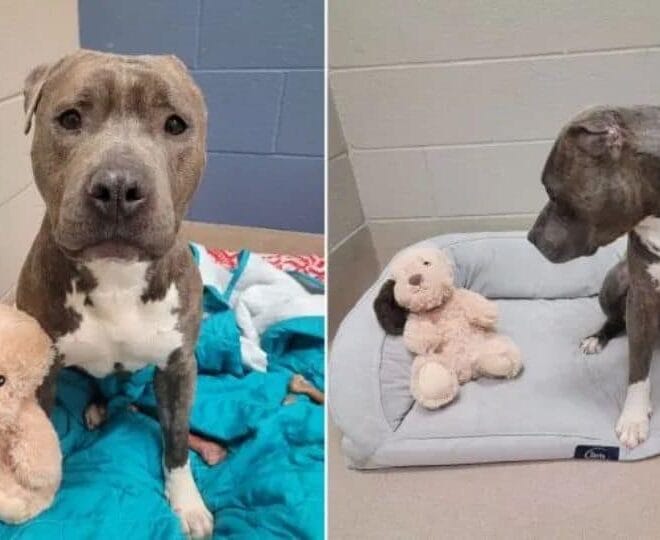 One-Eared Wonder: Bruno’s Journey to Love